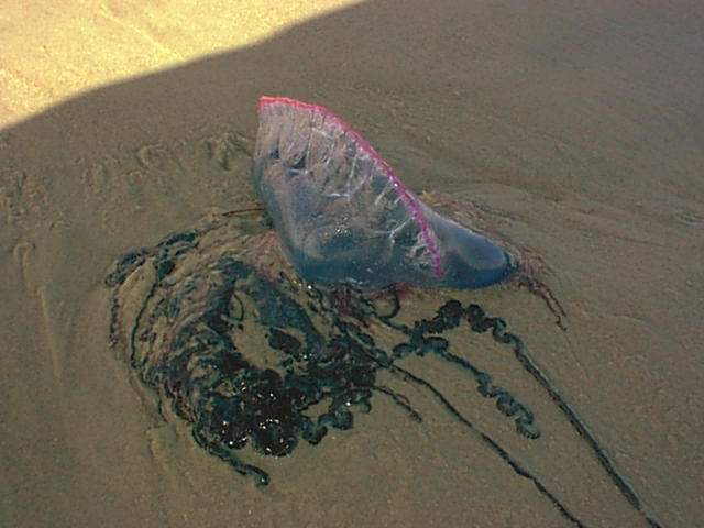 P-Man-Of-War 1.jpg