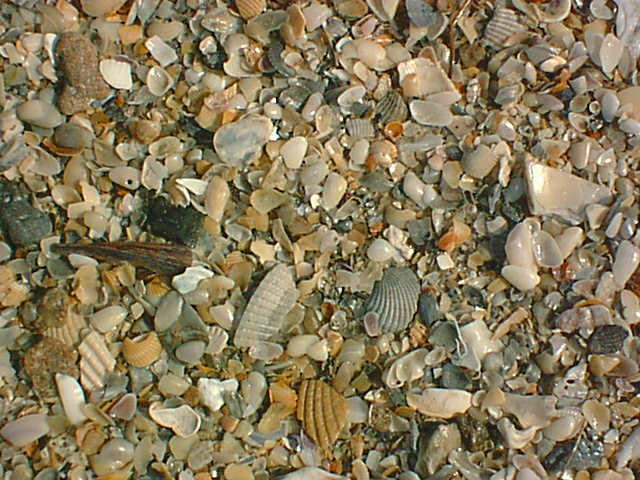 The Beach Up Close 1.jpg