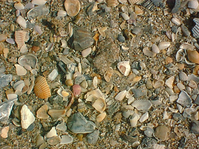 The Beach Up Close 2.jpg