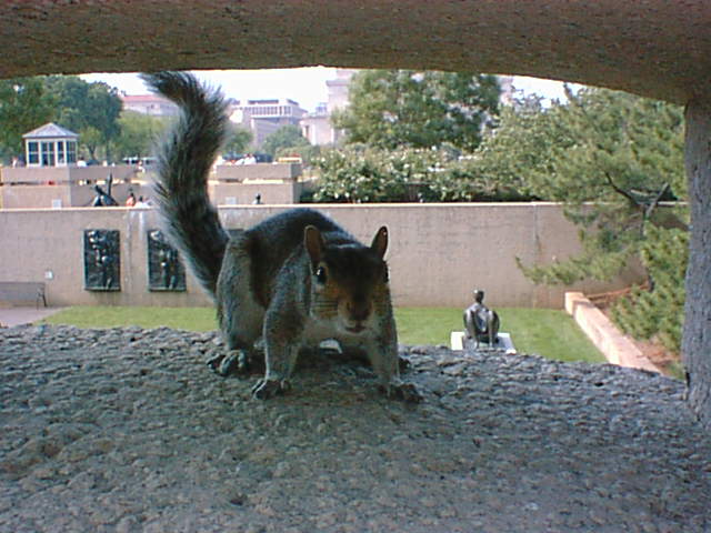Squirrel33.jpg