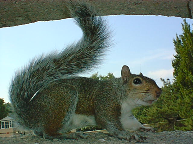 Squirrel34.jpg
