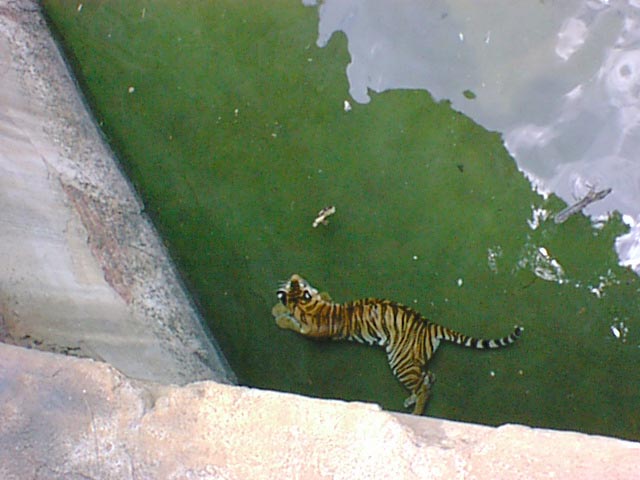 Bengal Tiger 14.jpg