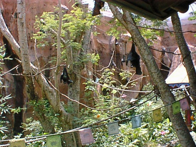 Big Fruit Bats (males) 13.jpg