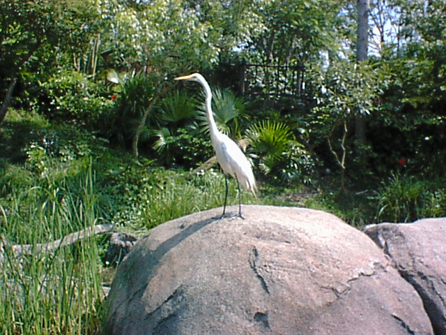 Crane-like bird 17.jpg
