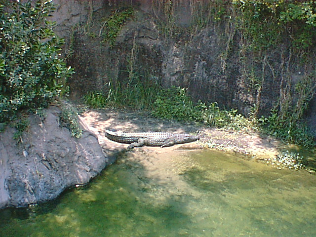 Safari Alligator 06.jpg