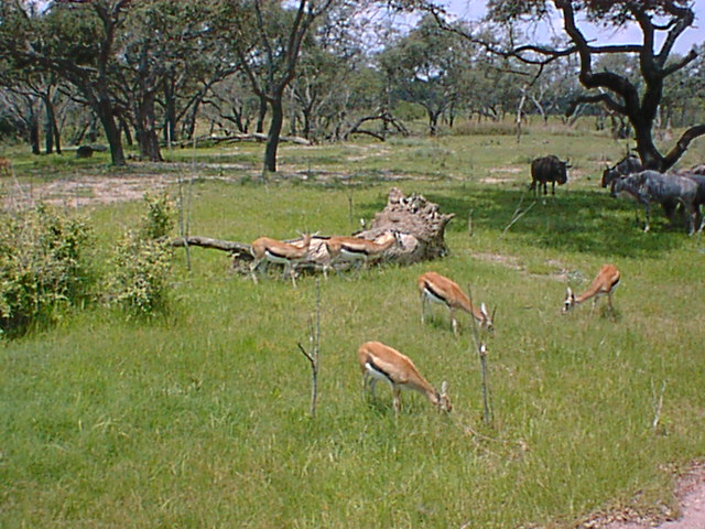 Safari Antelope 08.jpg