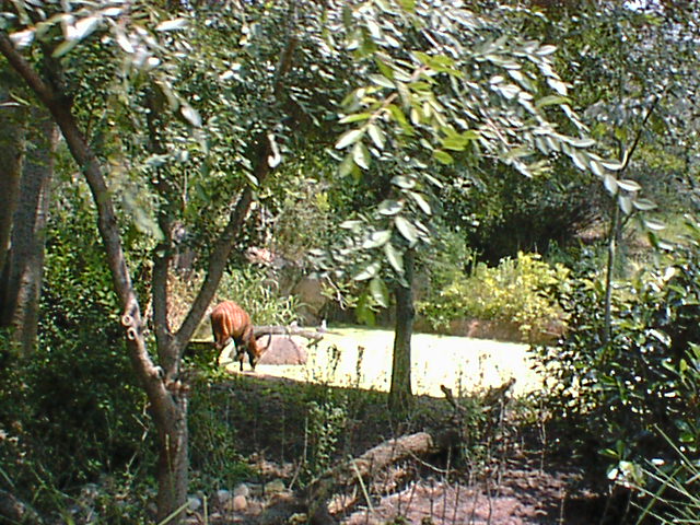 Safari Deer-like Animal 05.jpg
