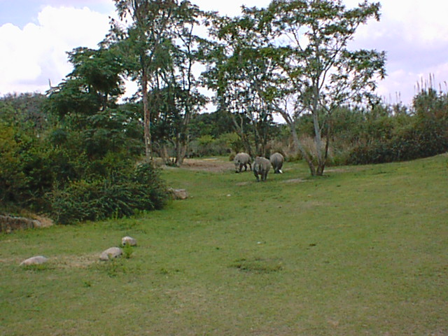 Safari White Rhino 11.jpg