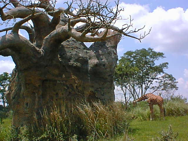 Upsidedown tree 10.jpg