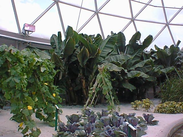 Inside greenhouse1.jpg