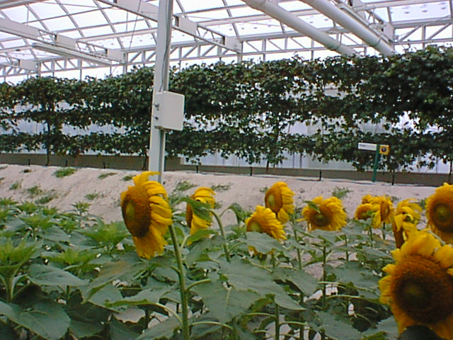 Inside greenhouse3.jpg