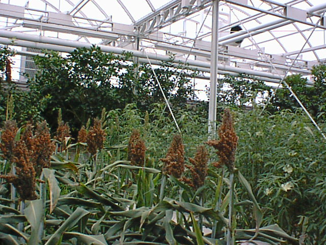 Inside greenhouse4.jpg