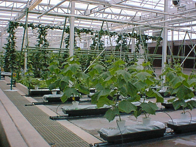 Inside greenhouse5.jpg