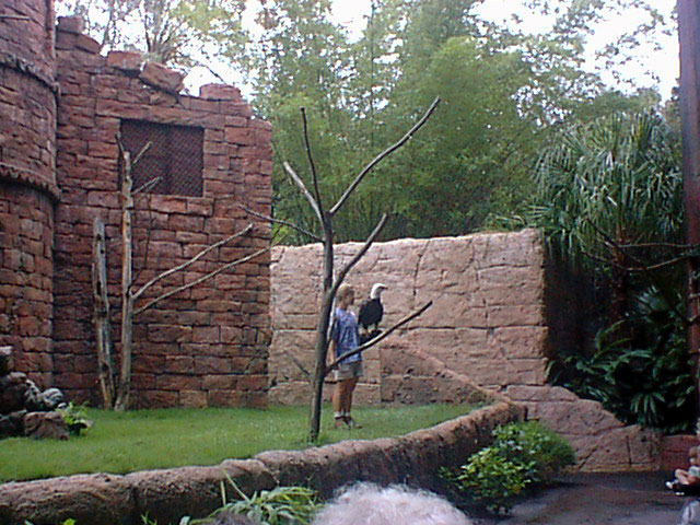 Bird Show 4.jpg