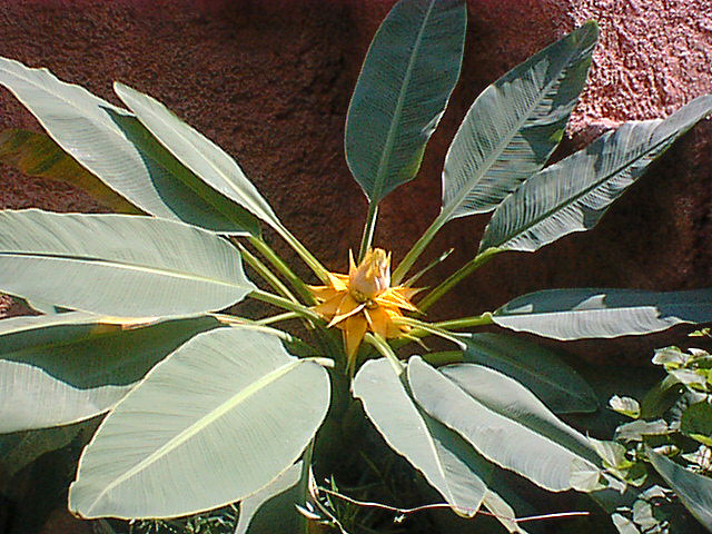 Flower in Morocco.jpg