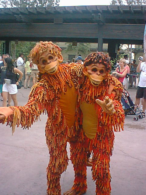 Monkeys at Animal Kingdom.jpg