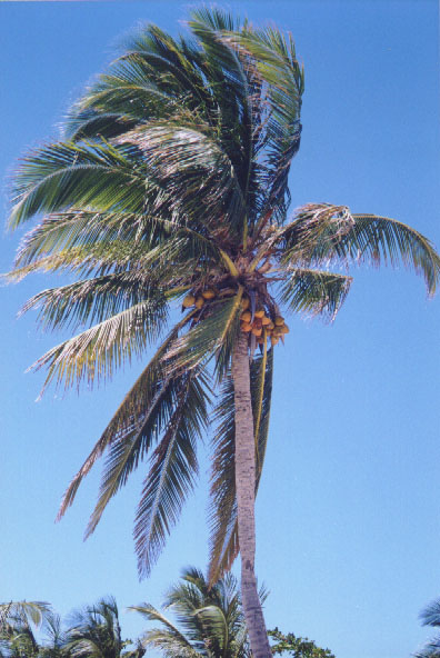 coconut tree.jpg