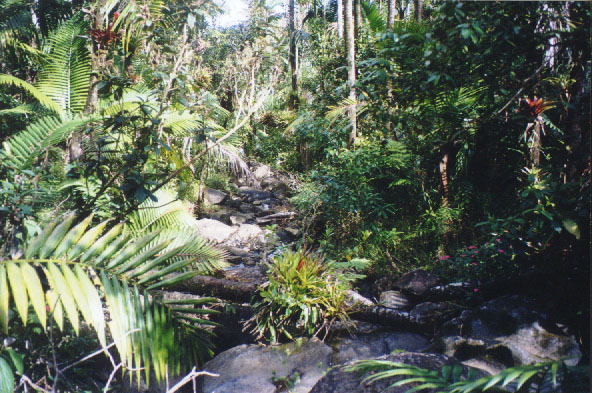 rainforest 1.jpg