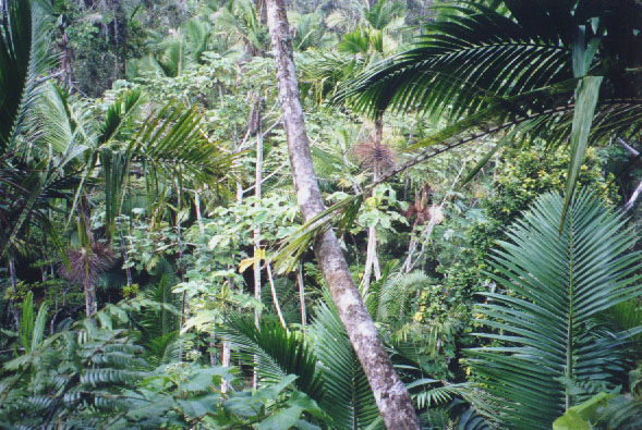 rainforest 2.jpg