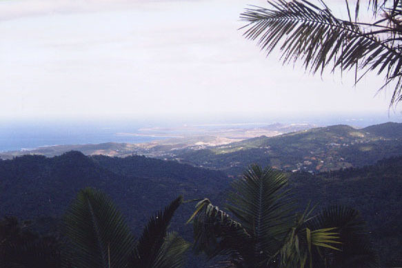 rainforest view 1.jpg