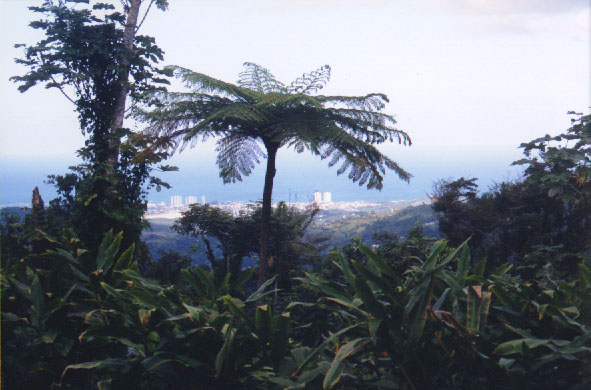 rainforest view 2.jpg