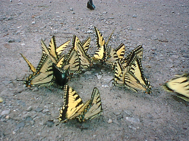 Butterflies 3.jpg