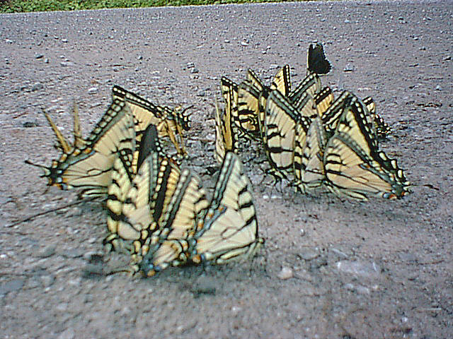 Butterflies 4.jpg