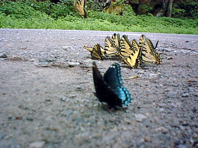 Butterflies 5.jpg