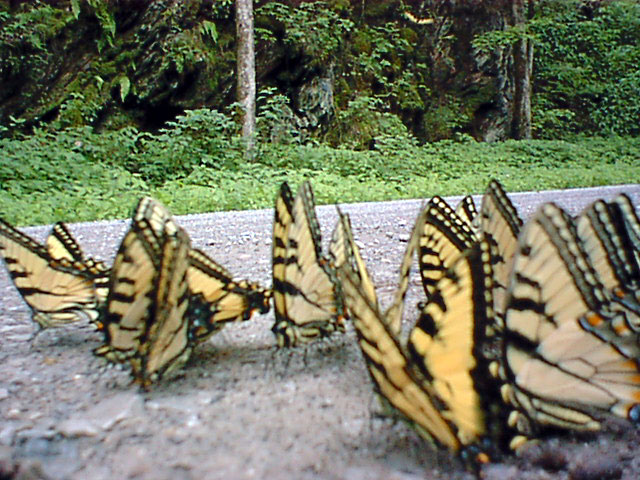 Butterflies 7.jpg
