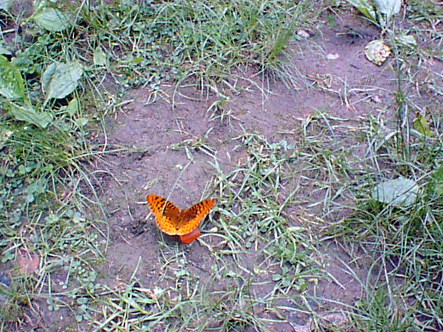 Butterflies 8.jpg