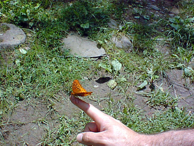 Butterflies 9.jpg