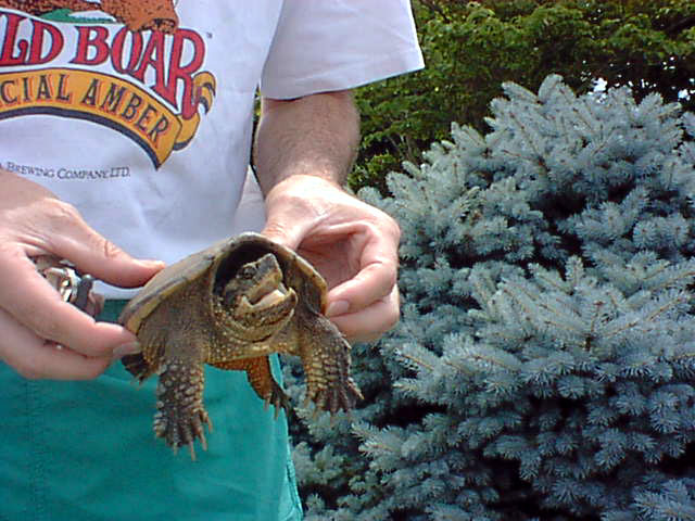 Saving the Turtle 3.jpg