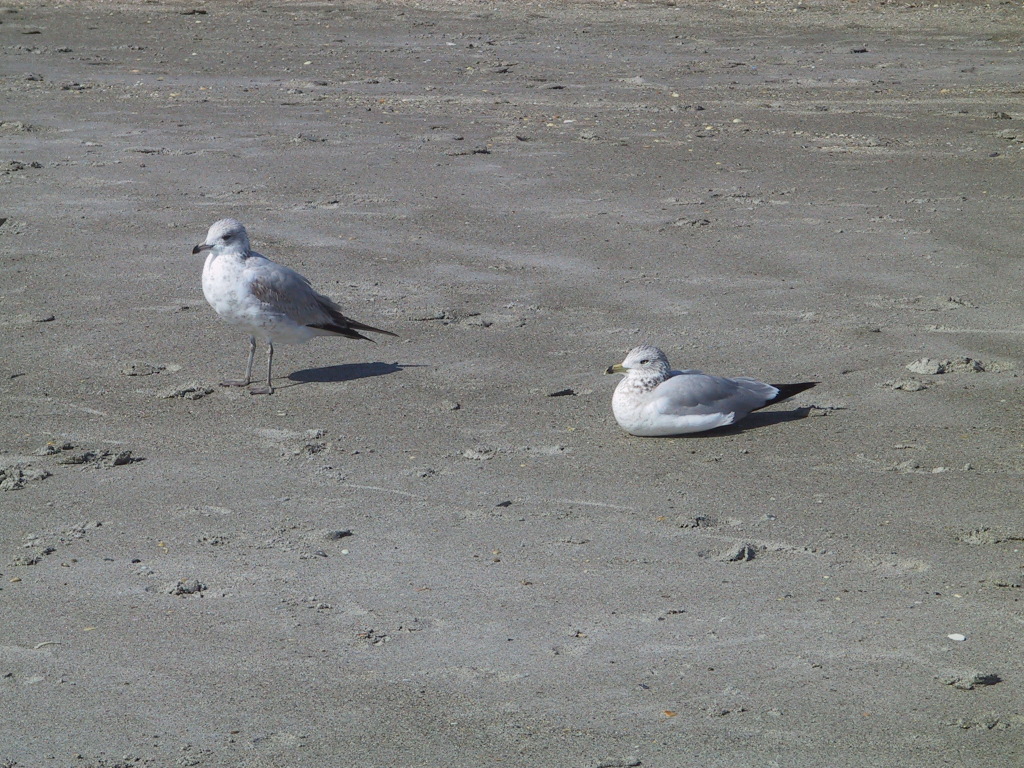 BeachBirds.JPG