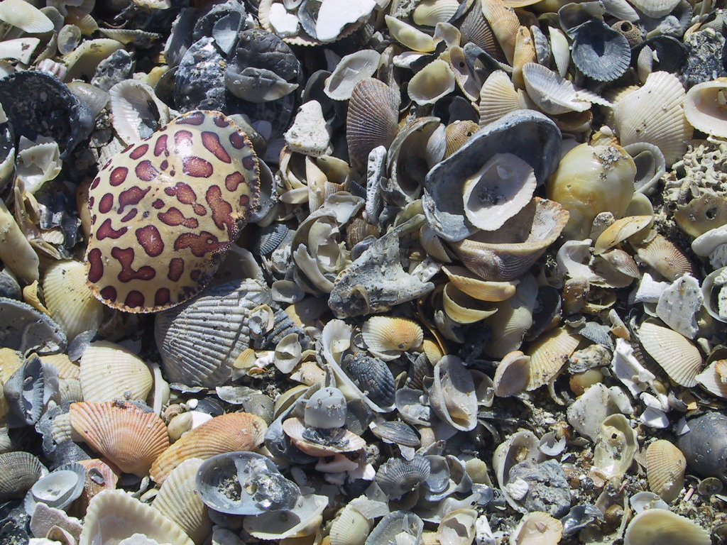 LeopardCrabshell1.JPG