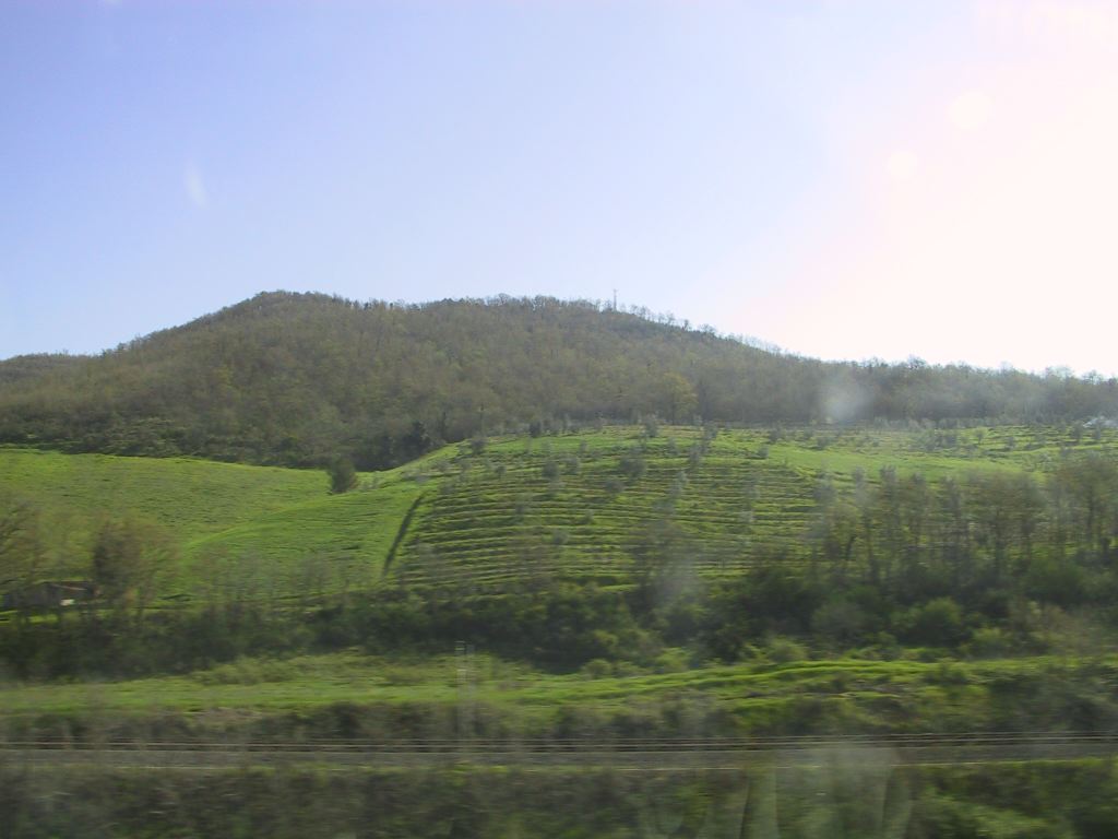 vinyards_from_train