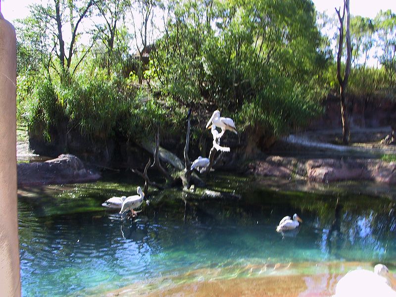 blurry_pelicans_only_1cf555.jpg