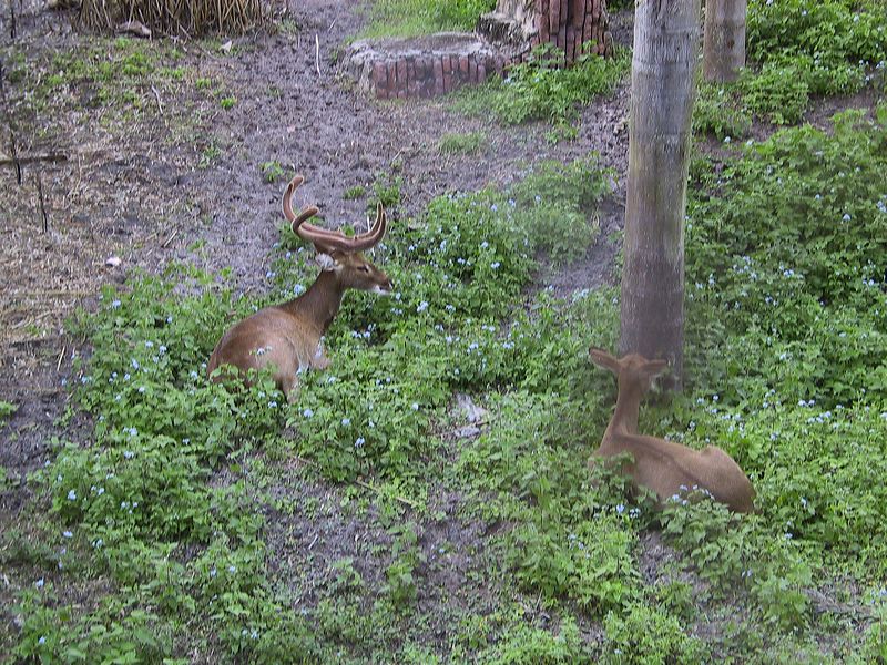 fuzzy_horns_on_deer.jpg