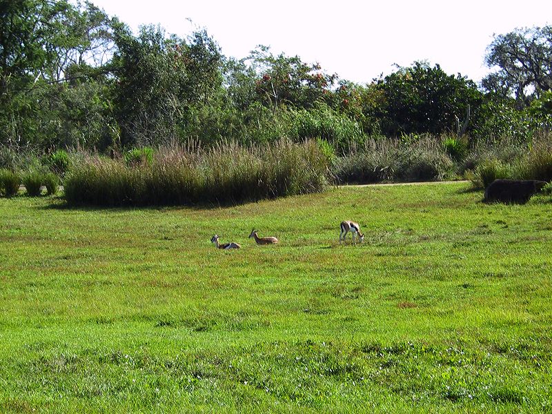 gazelles_on_safari.jpg
