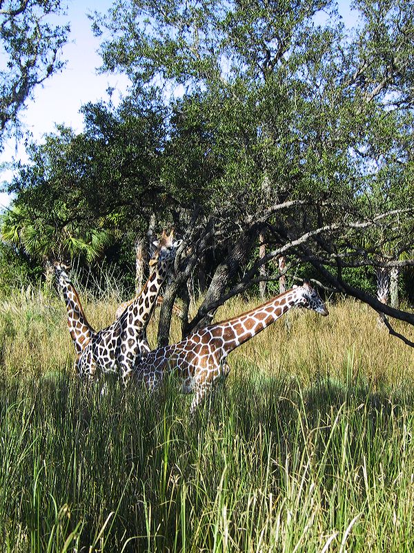 giraffes_on_safari_1.jpg