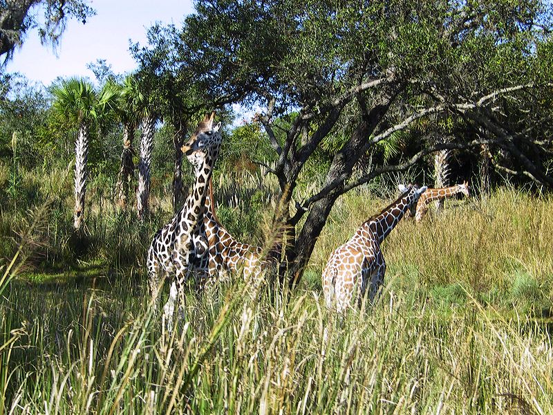 giraffes_on_safari_2.jpg