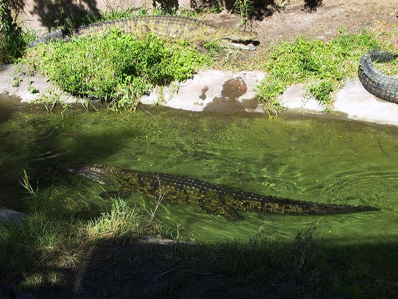 swimming_aligator_on_safari.jpg