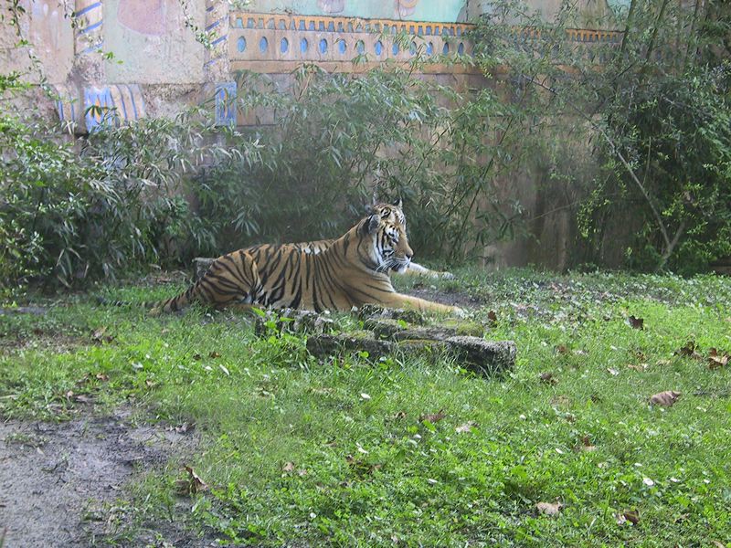 tigers.jpg