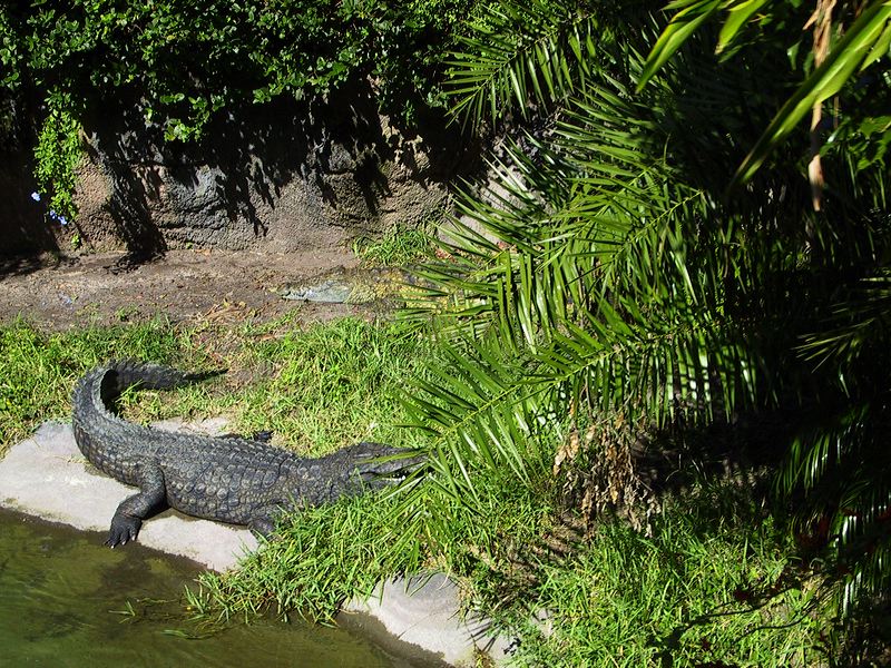 yawning_aligator_on_safari.jpg