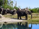 elephants_on_safari