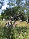 giraffes_on_safari_1