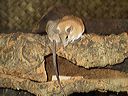 long_tailed_mouse